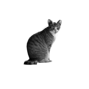 A Serene Black And White Portrait Of A Sitting Cat On A Sunlit Street, Capturing Natural Beauty. 14381 - Cat PNG image with transparent background